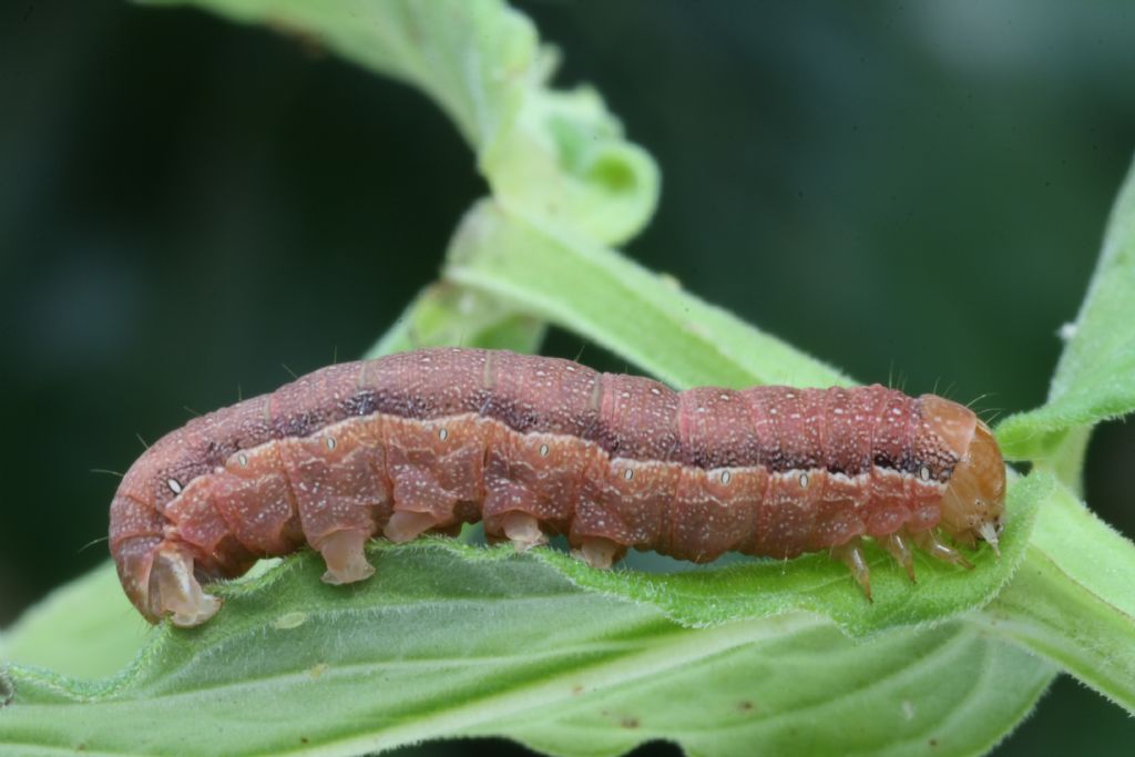 Bruco di... Orthosia gracilis (Noctuidae)